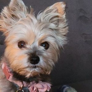 Meet your Posher, Tracy